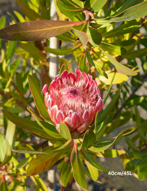 Protea ‘Pink Ice’ – Pink-Flowering Shrub for Tough Sites