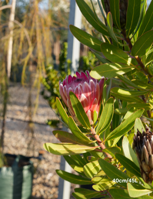 Protea ‘Pink Ice’ – Pink-Flowering Shrub for Tough Sites