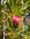 Protea ‘Pink Ice’ | Hardy Feature Shrub with Long-Lasting Pink Blooms ...
