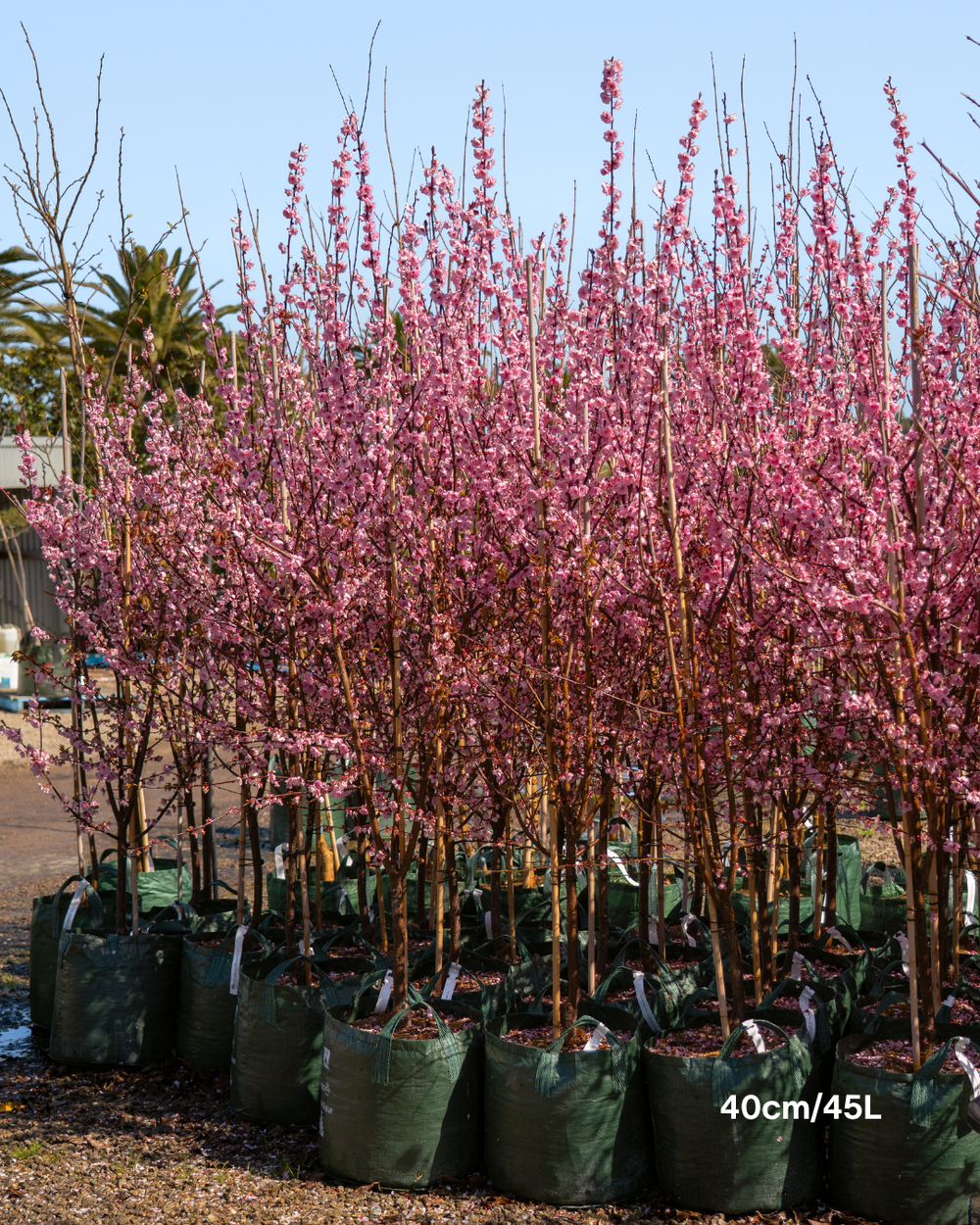 Prunus x blireana