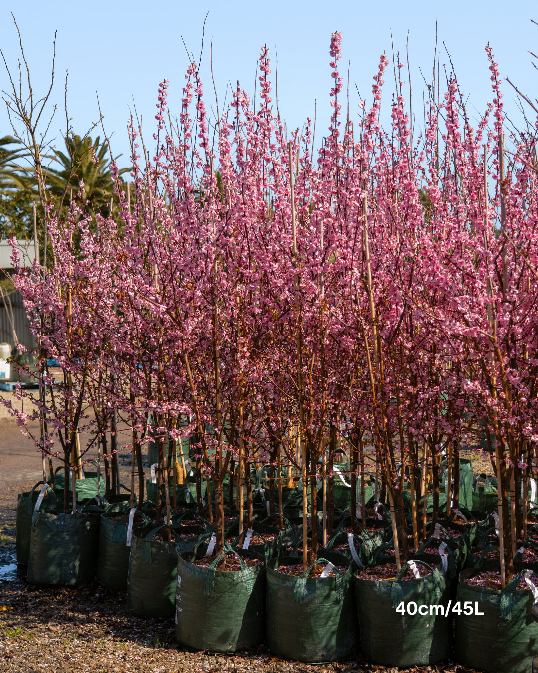 Prunus x blireana