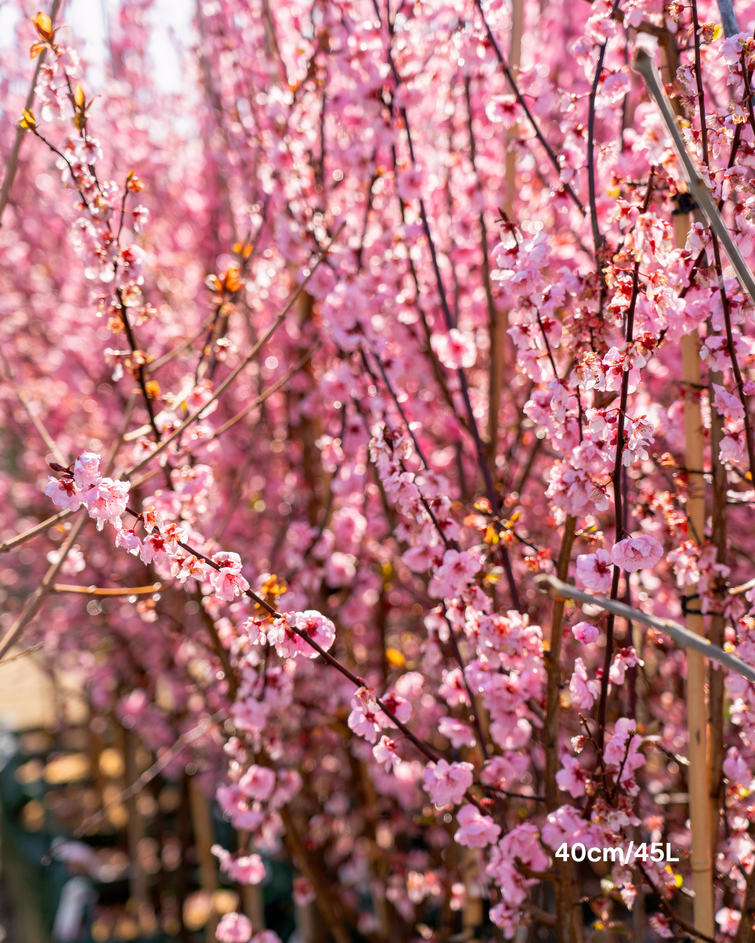 Prunus x blireana