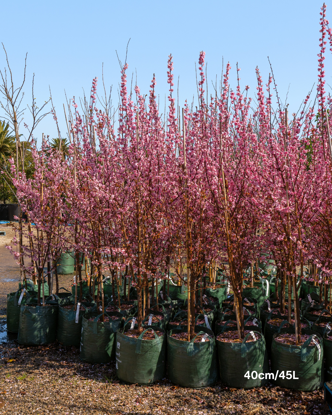 Prunus x blireana