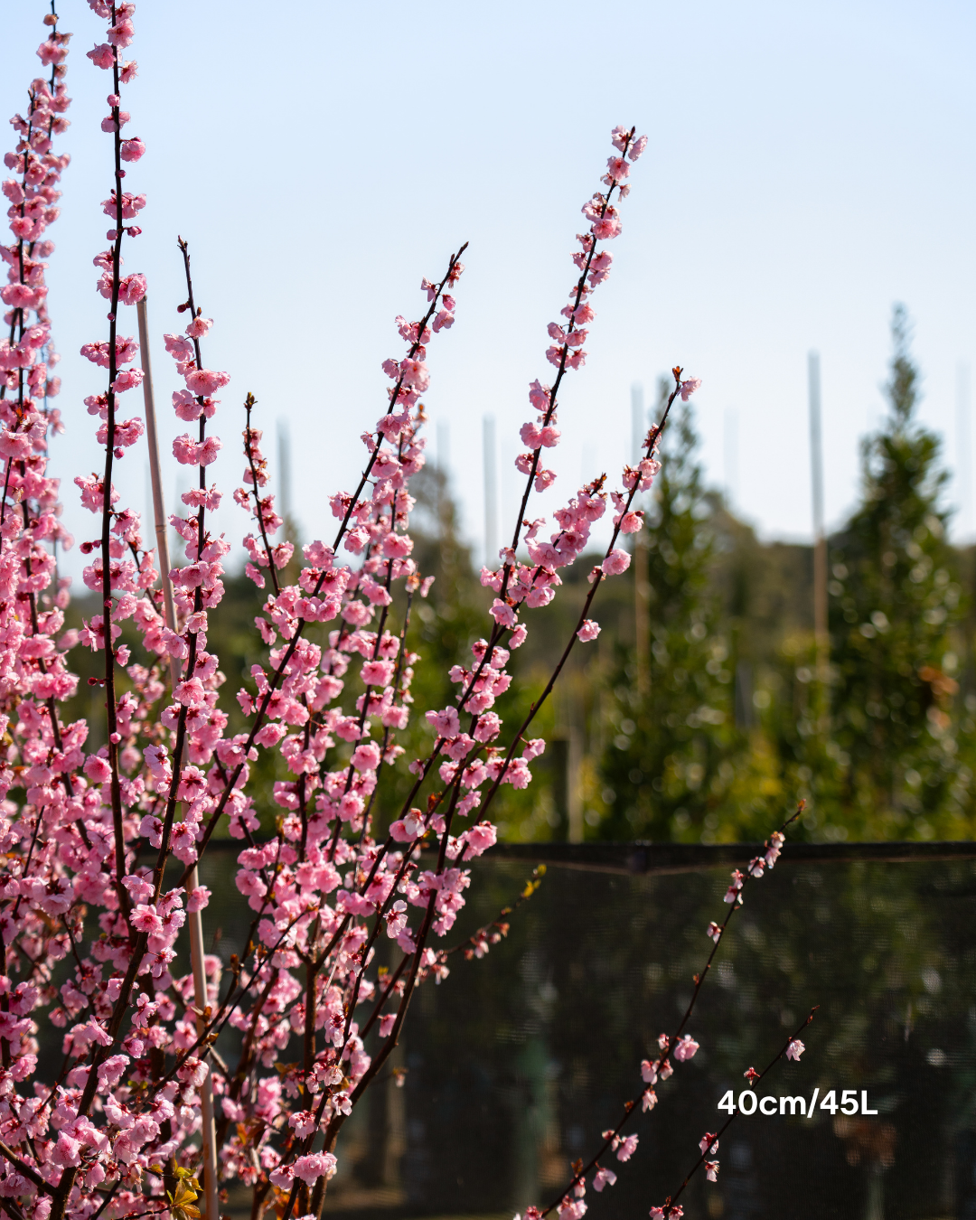 Prunus x blireana