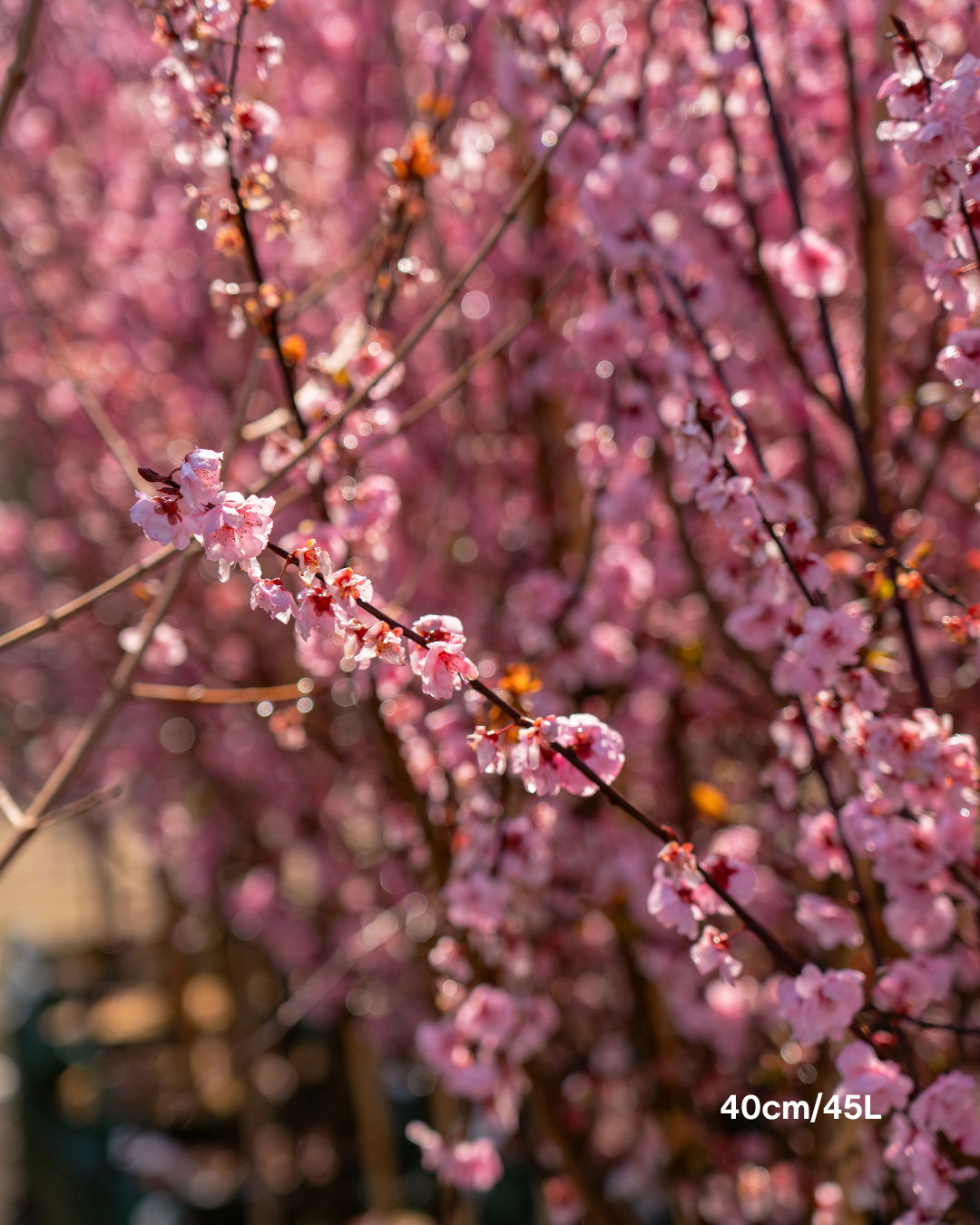 Prunus x blireana