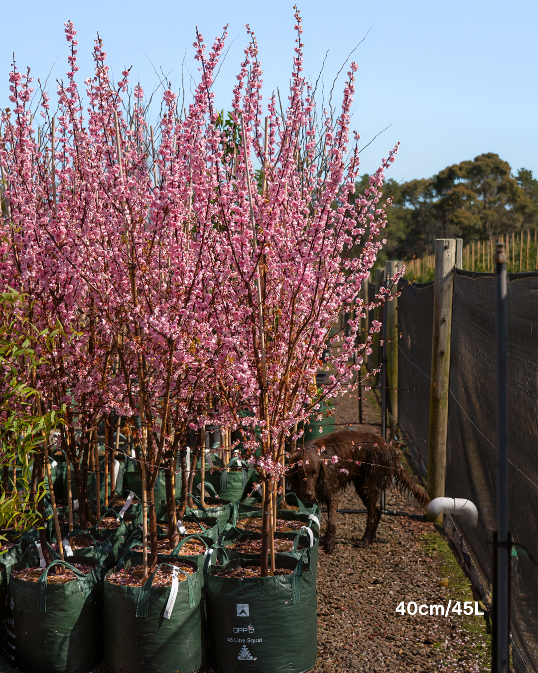 Prunus x blireana