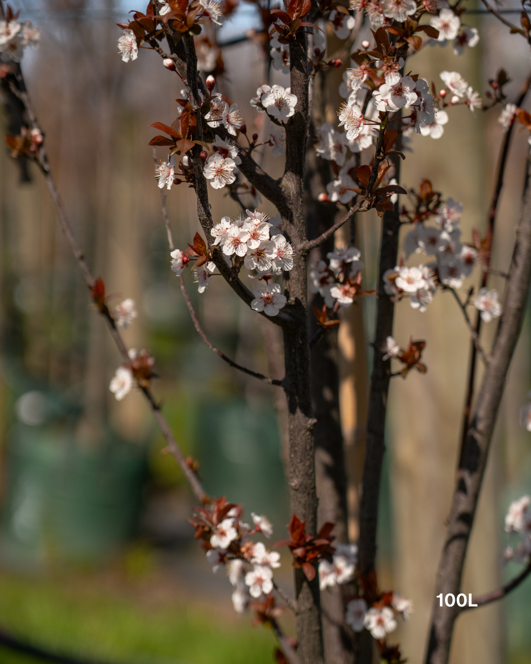 Prunus cerasifera 'Nigra Fastigiata' – Upright Flowering Plum