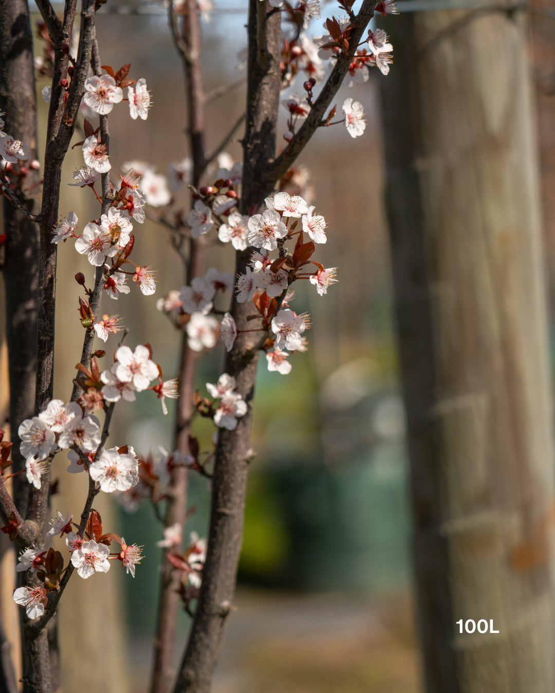 Prunus cerasifera 'Nigra Fastigiata' – Upright Flowering Plum