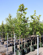 Prunus serrulata 'Kanzan' - Evergreen Trees Direct