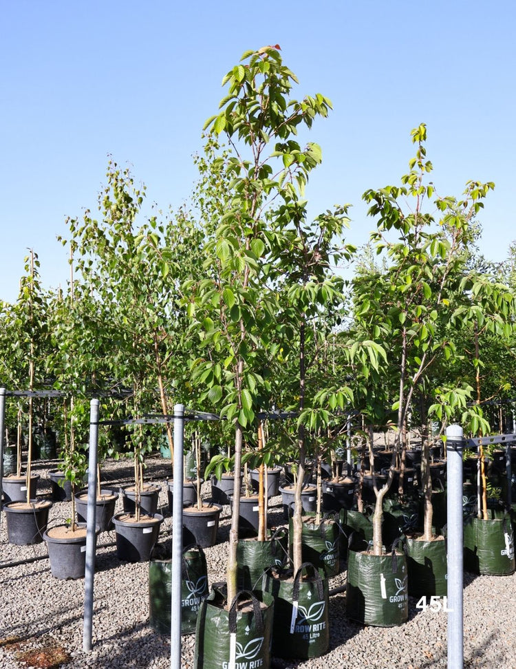 Prunus serrulata 'Kanzan' 45L Bag