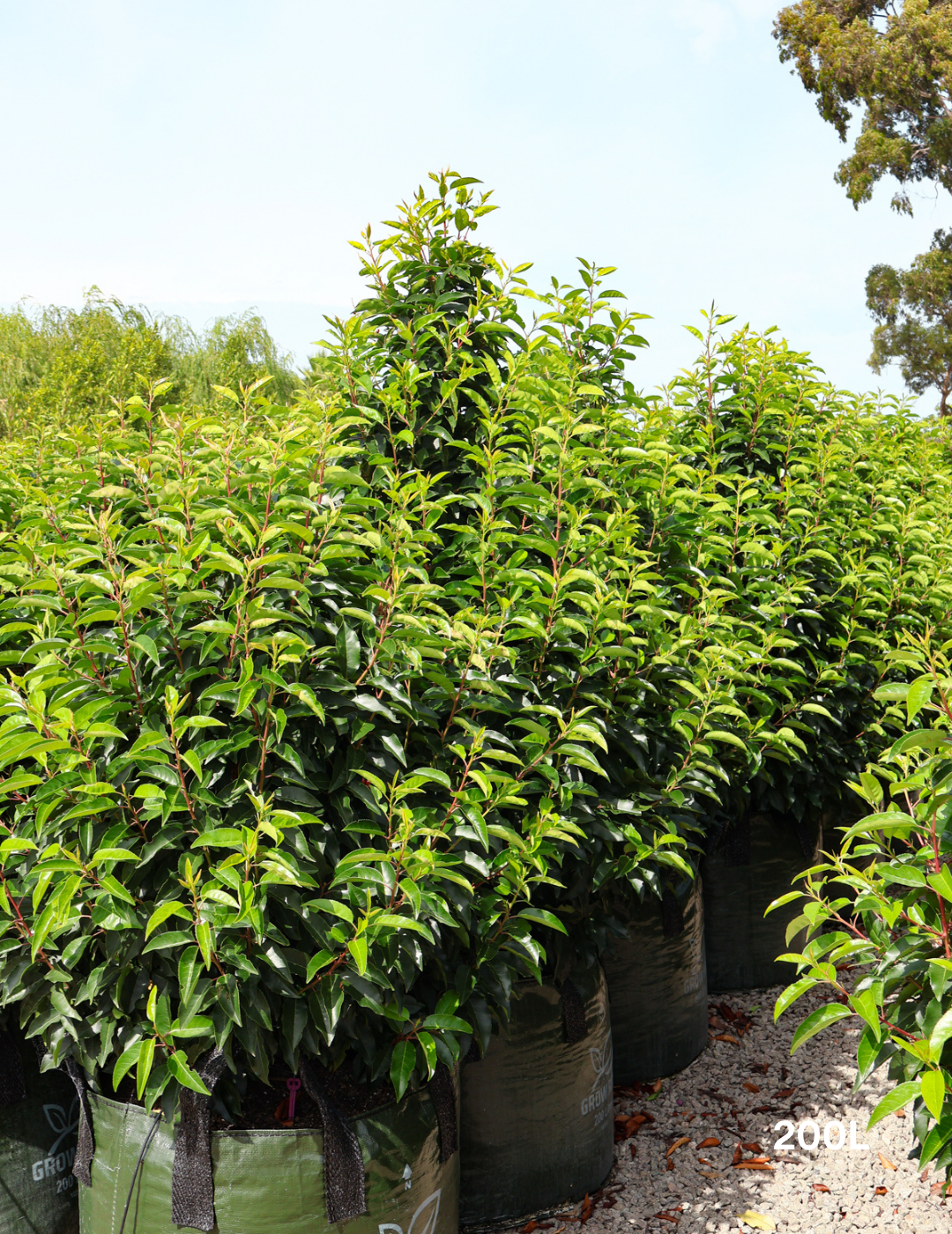 Prunus lusitanica - Portugese laurel - Evergreen Trees Direct