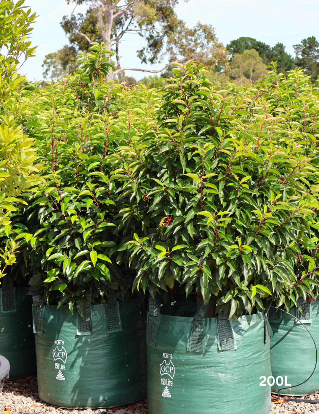 Prunus lusitanica - Portugese laurel - Evergreen Trees Direct