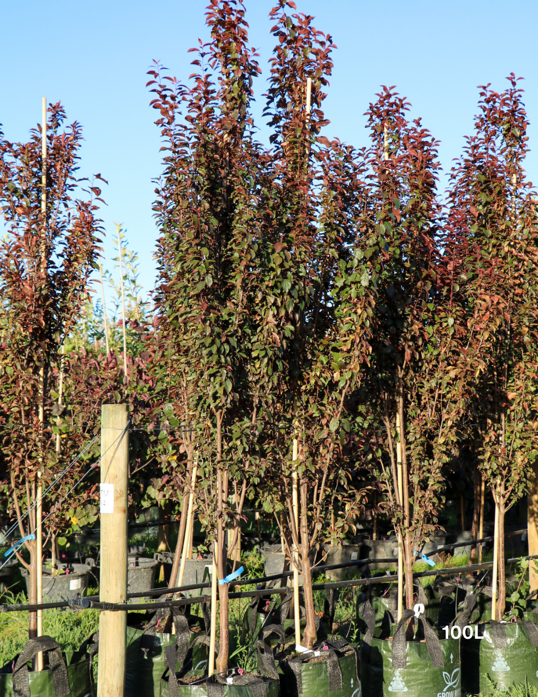 Prunus cerasifera 'Nigra' - Evergreen Trees Direct