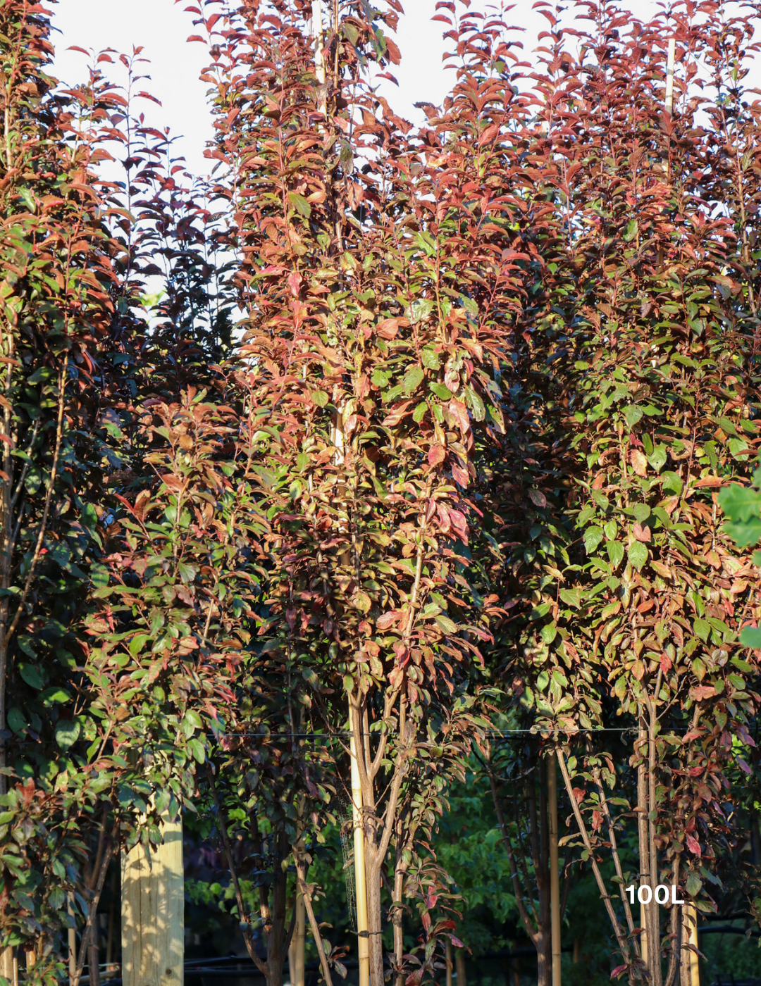 Prunus cerasifera 'Nigra' - Evergreen Trees Direct