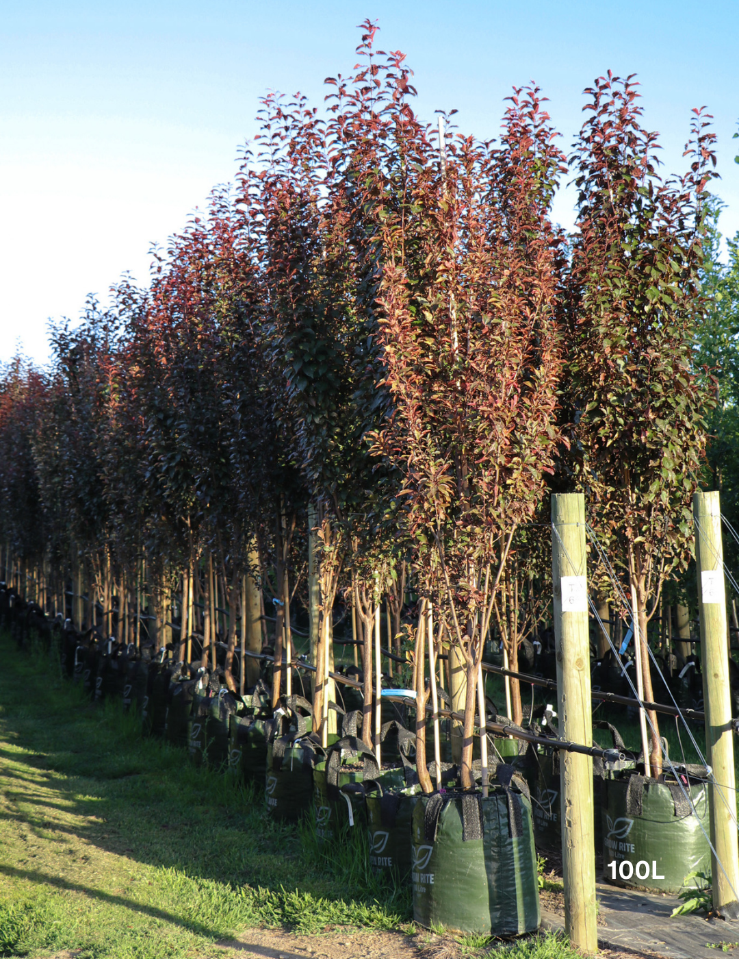 Prunus cerasifera 'Nigra' - Evergreen Trees Direct