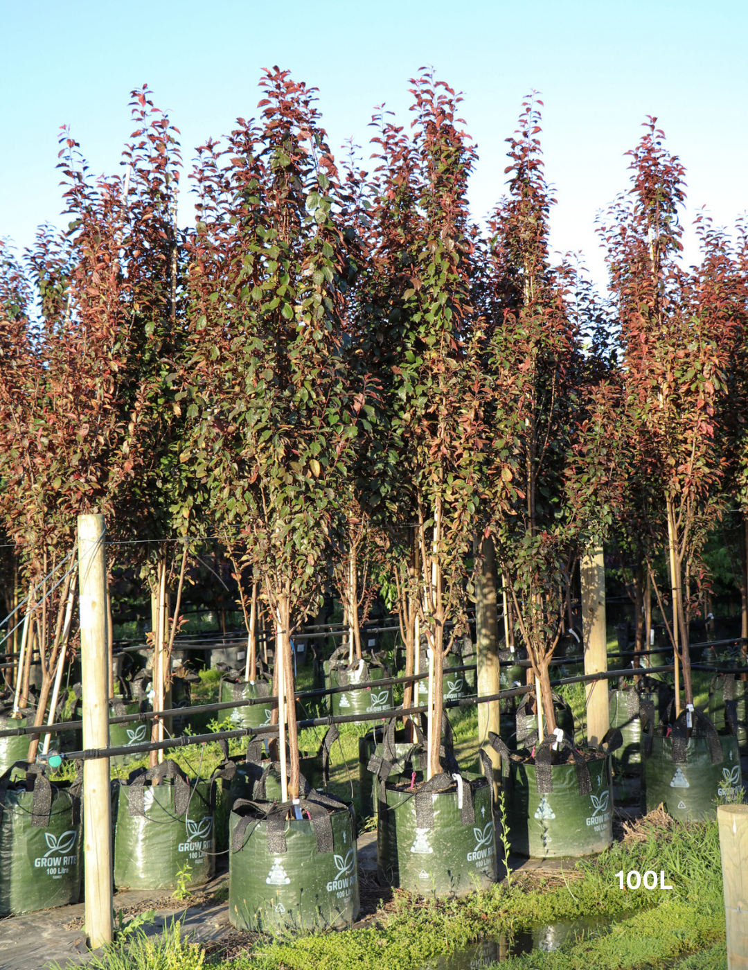 Prunus cerasifera 'Nigra' - Evergreen Trees Direct