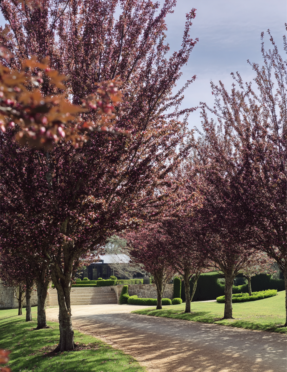 Prunus cerasifera 'Nigra' Purple-Leaf Plum