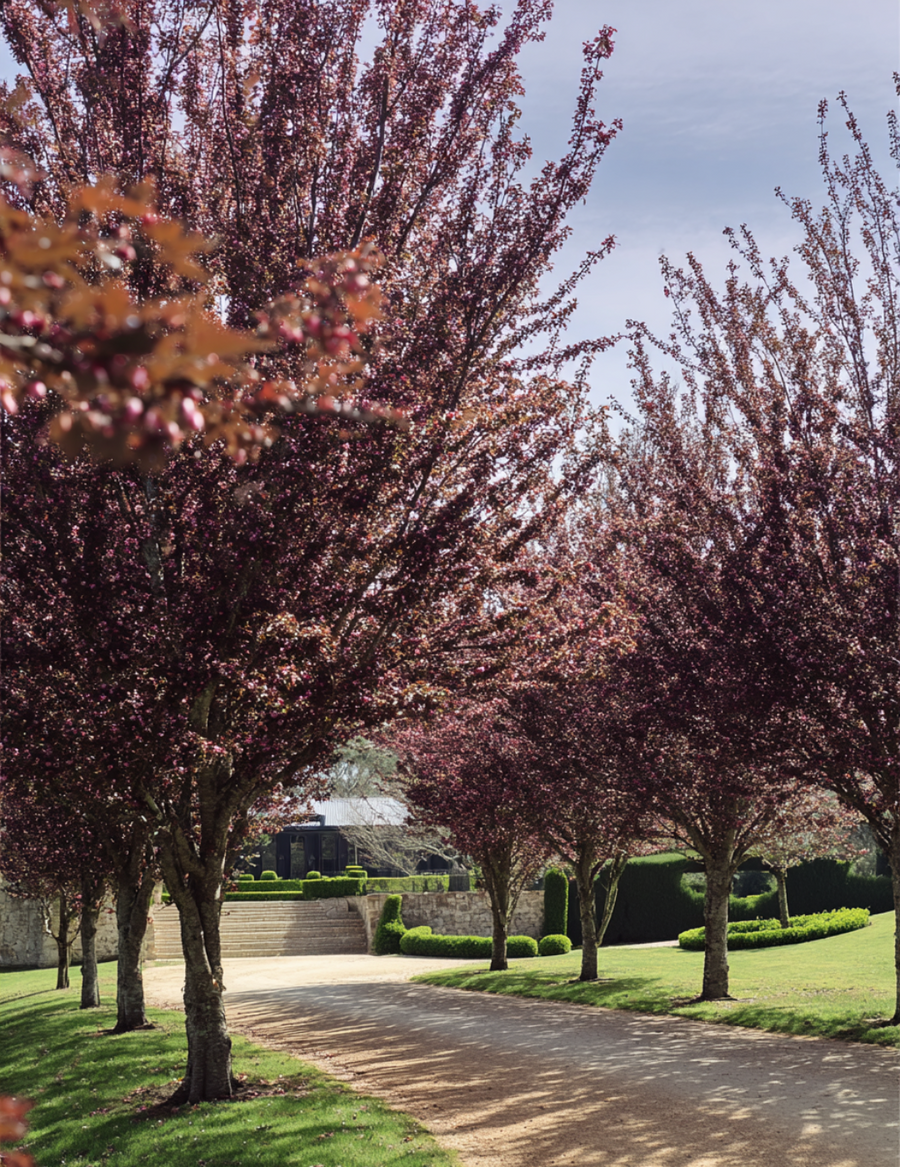 Prunus cerasifera 'Nigra' Purple-Leaf Plum