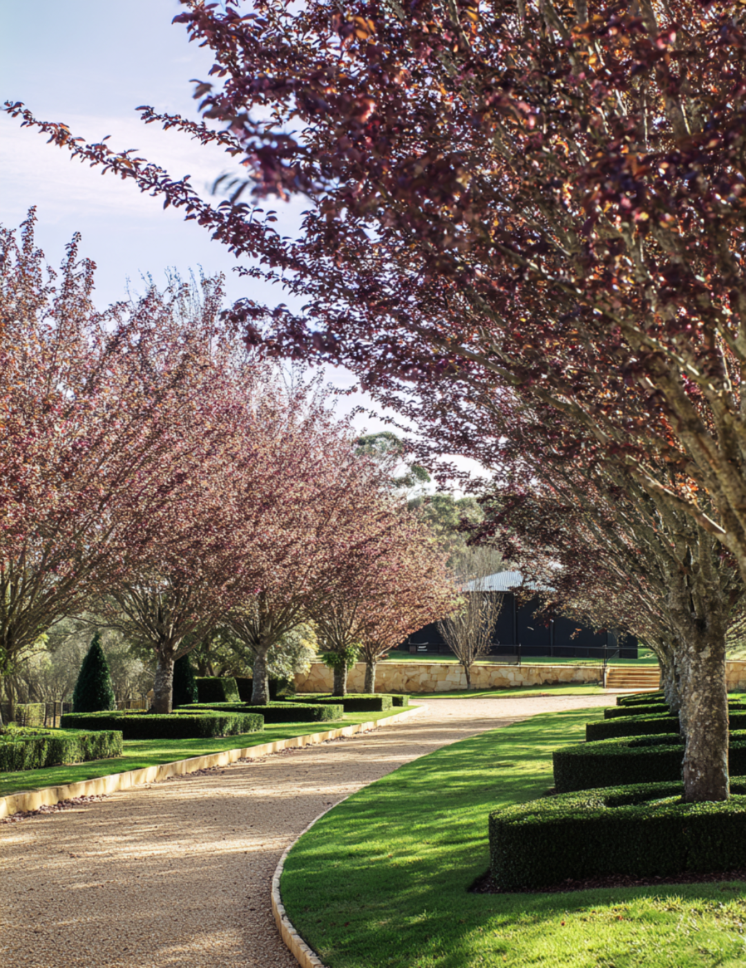 Prunus cerasifera 'Nigra' - Evergreen Trees Direct