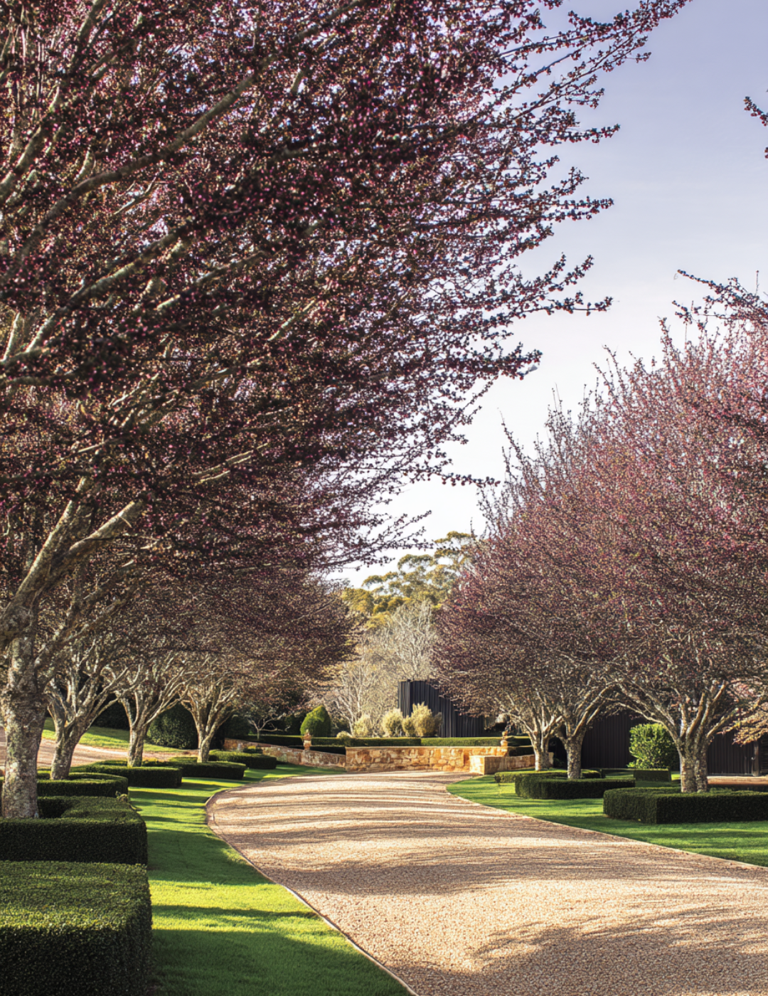 Prunus cerasifera 'Nigra' - Evergreen Trees Direct