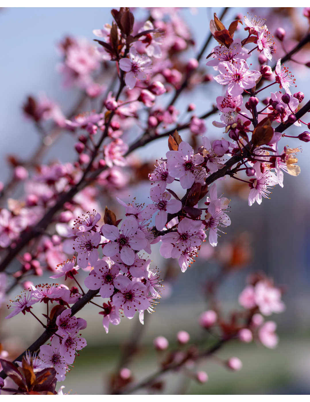 Prunus cerasifera 'Nigra' - Evergreen Trees Direct