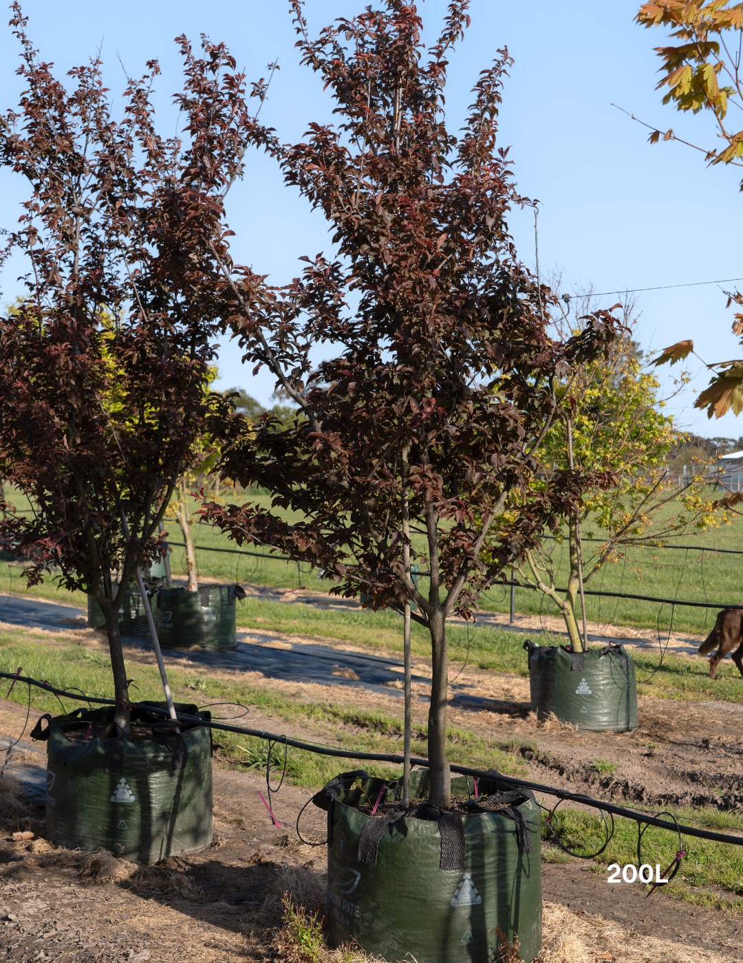 Prunus x blireana - Evergreen Trees Direct