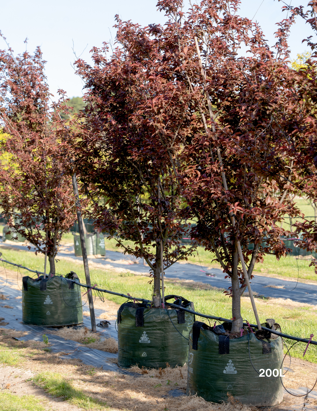 Prunus x blireana