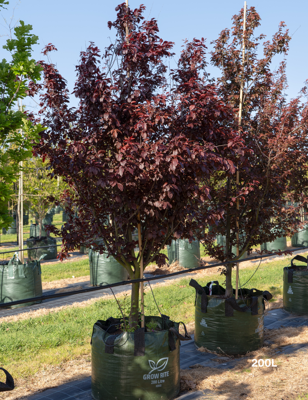 Prunus x blireana - Evergreen Trees Direct