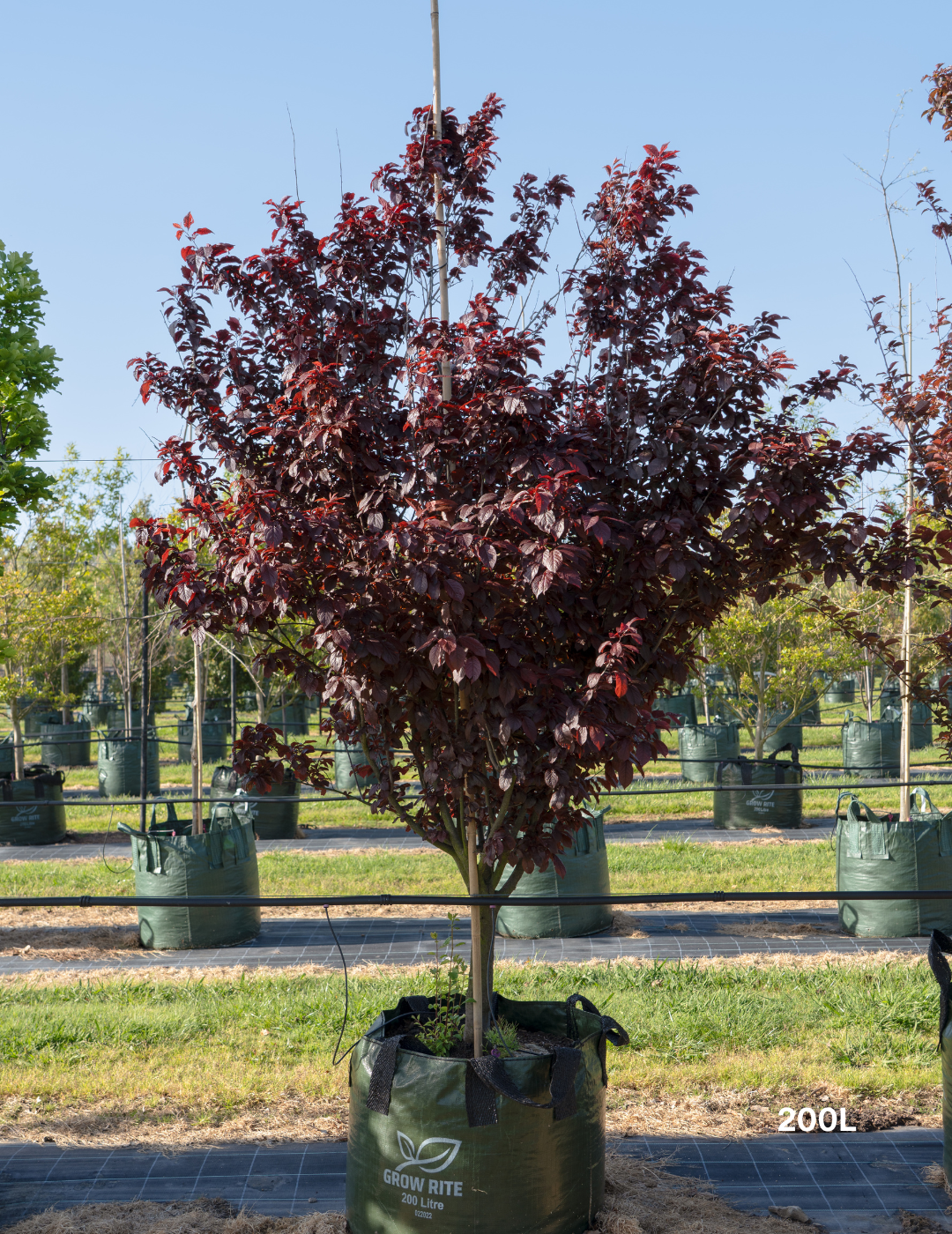 Prunus x blireana - Evergreen Trees Direct