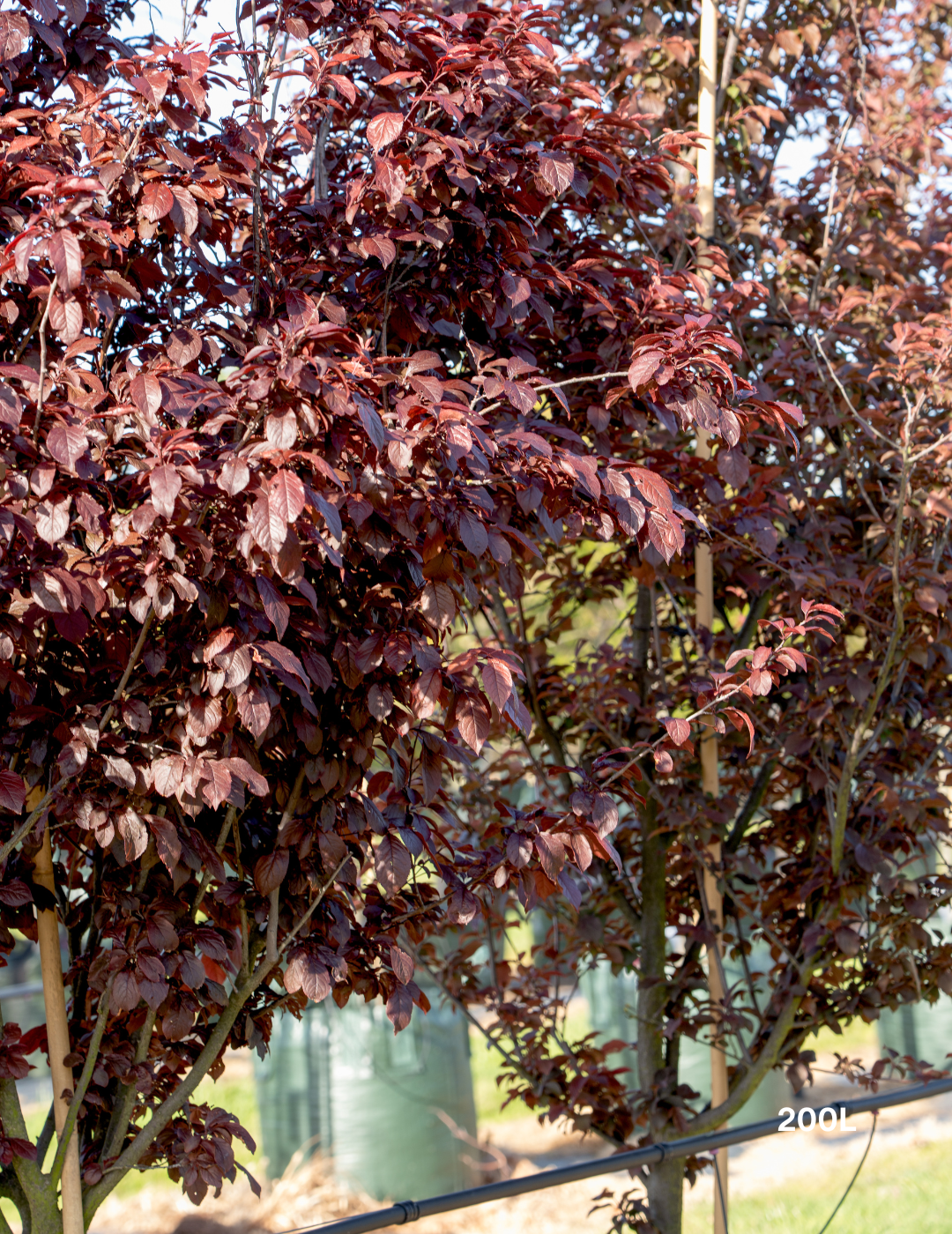 Prunus x blireana