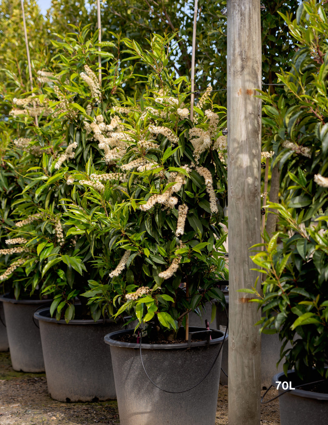 Prunus lusitanica - Portugese laurel - Evergreen Trees Direct