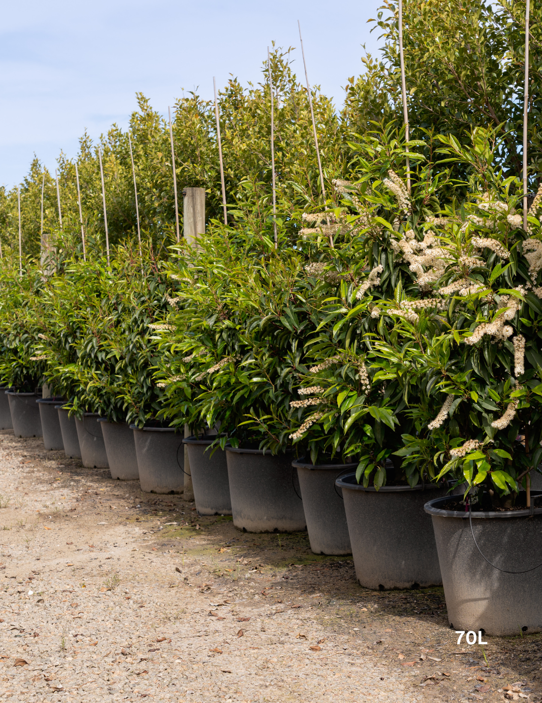 Prunus lusitanica - Portugese laurel - Evergreen Trees Direct