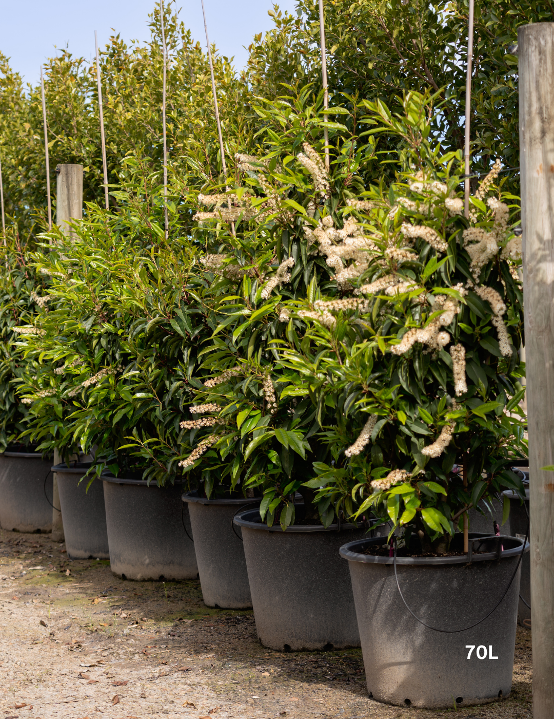 Prunus lusitanica - Portugese laurel