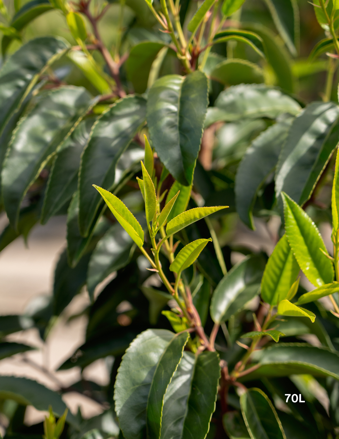 Prunus lusitanica - Portugese laurel - Evergreen Trees Direct