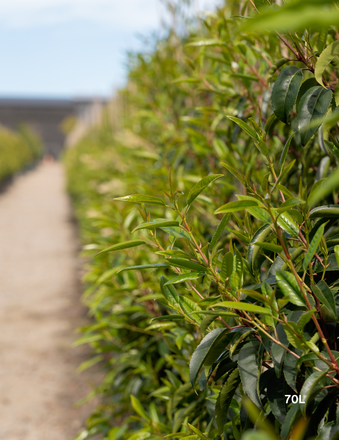 Prunus lusitanica - Portugese laurel - Evergreen Trees Direct