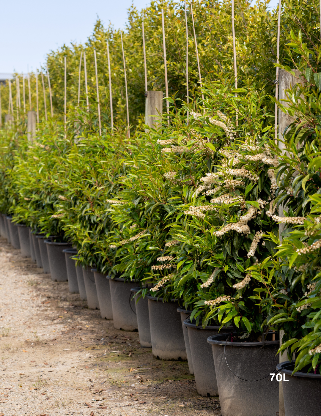 Prunus lusitanica - Portugese laurel