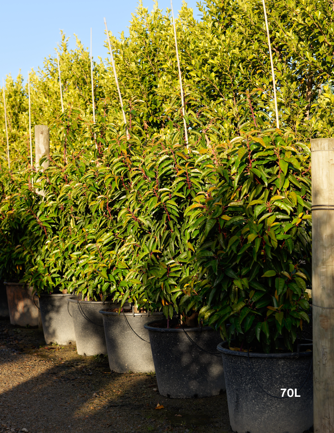 Prunus lusitanica - Portugese laurel - Evergreen Trees Direct