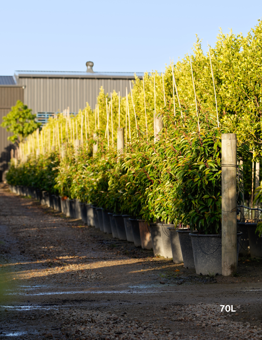 Prunus lusitanica - Portugese laurel - Evergreen Trees Direct