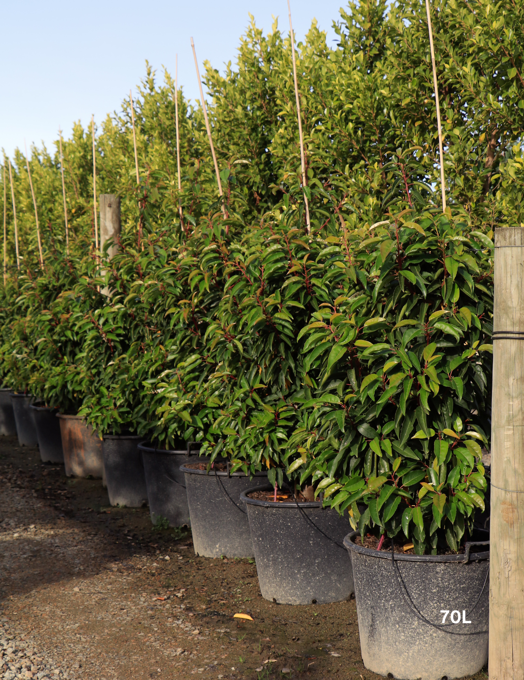 Prunus lusitanica - Portugese laurel - Evergreen Trees Direct