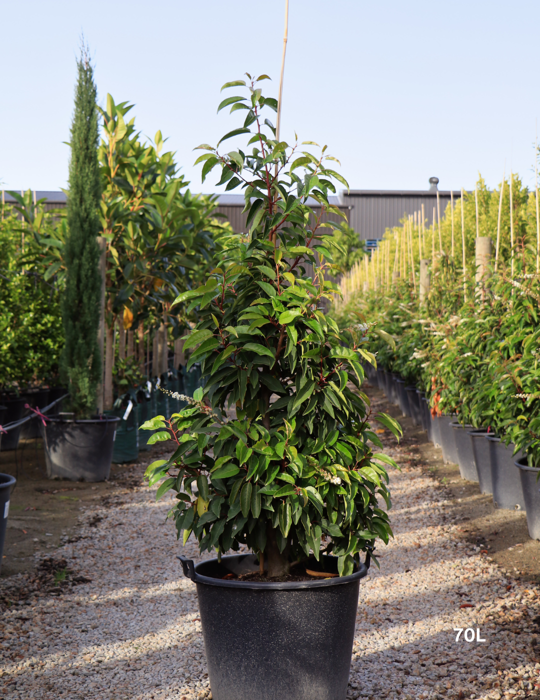 Prunus lusitanica - Portugese laurel - Evergreen Trees Direct