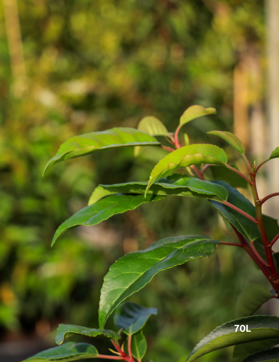 Prunus lusitanica - Portugese laurel - Evergreen Trees Direct