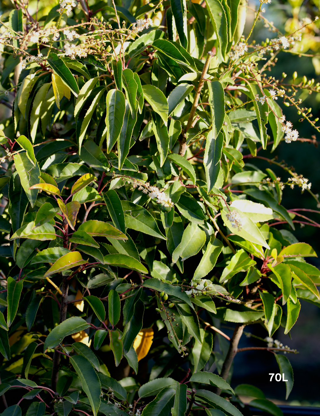Prunus lusitanica - Portugese laurel - Evergreen Trees Direct