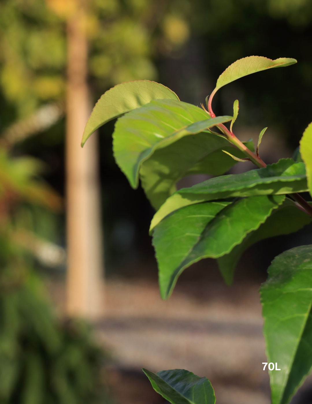 Prunus lusitanica - Portugese laurel - Evergreen Trees Direct