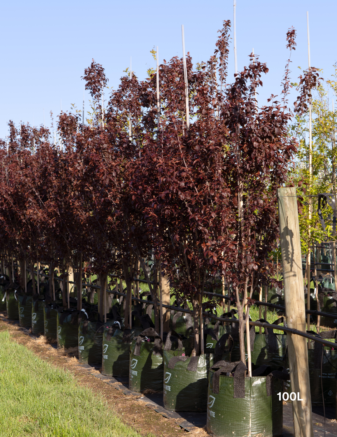 Prunus cerasifera 'Oakville Crimson Spire' - Evergreen Trees Direct