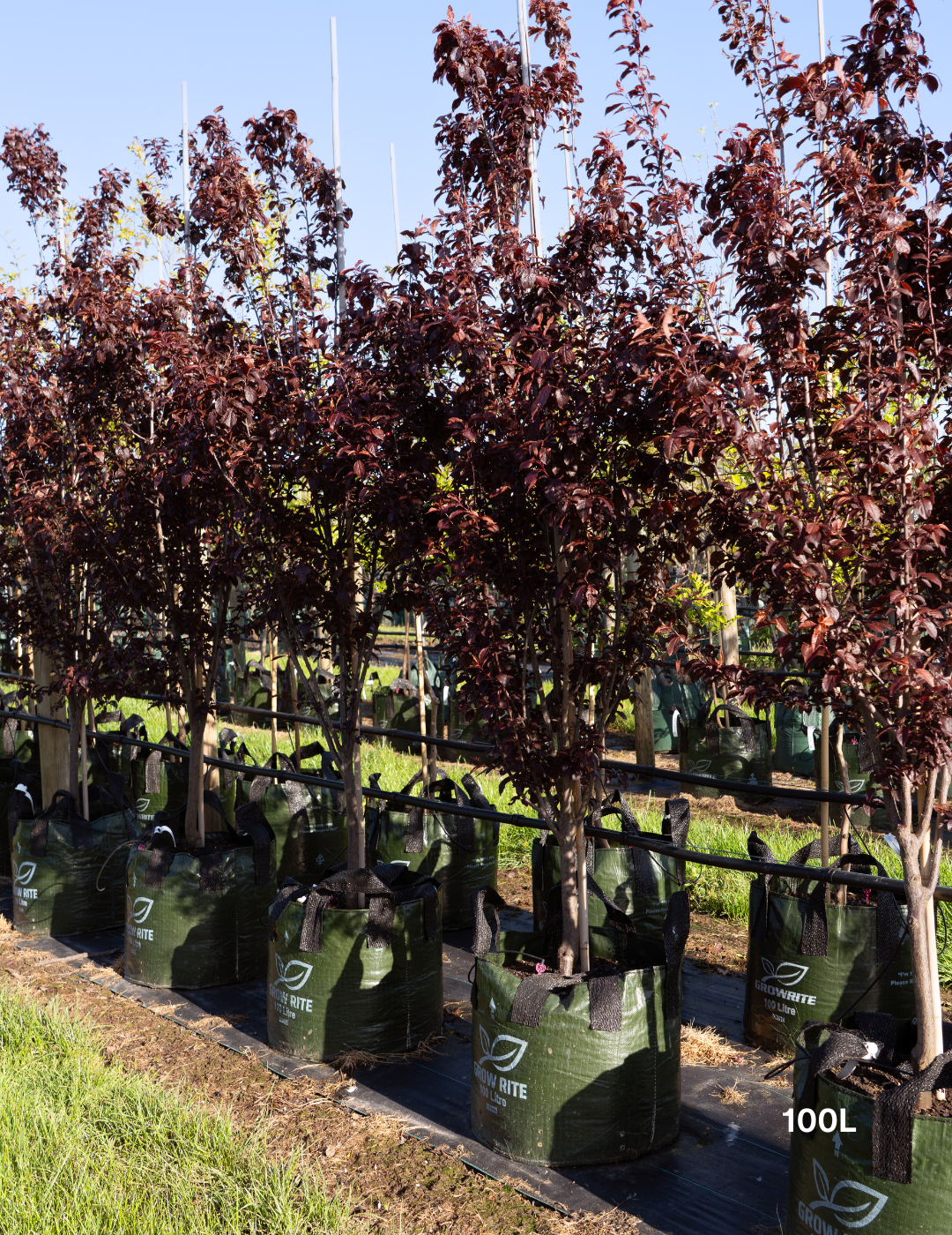 Prunus cerasifera 'Oakville Crimson Spire' - Evergreen Trees Direct