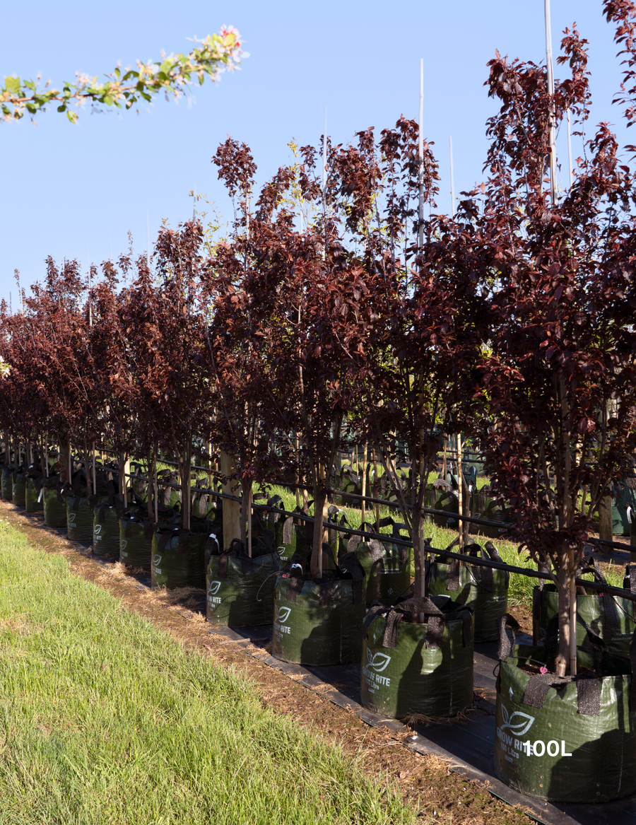 Prunus cerasifera 'Oakville Crimson Spire' - Evergreen Trees Direct