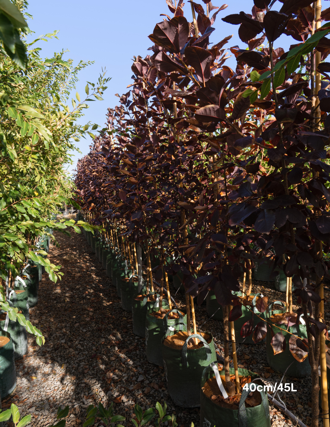 Prunus virginiana ‘Purple Jewel’ – Purple Jewel Chokecherry - Evergreen Trees Direct