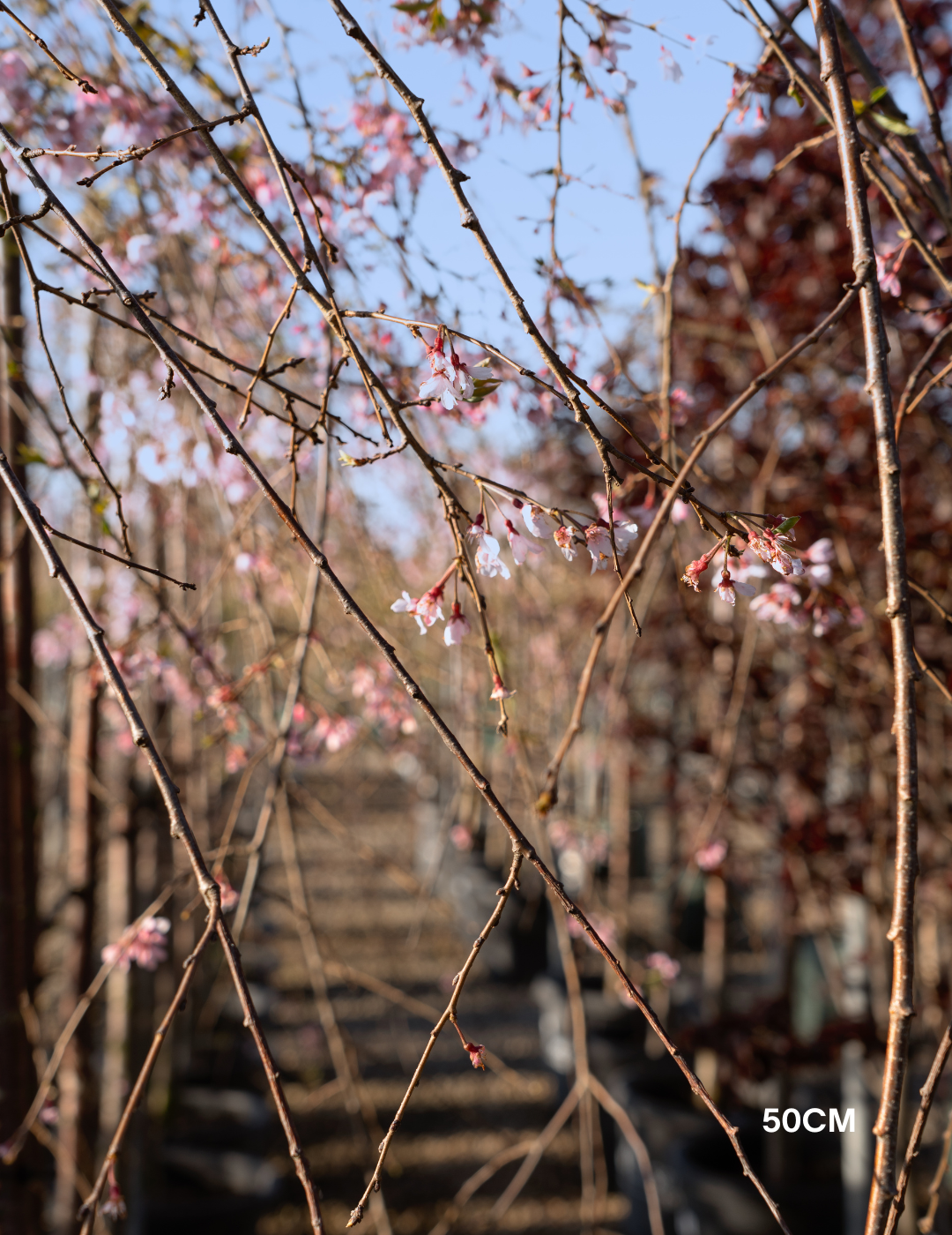 Weeping Cherry - Prunus snofozam 'Snofozam' - Evergreen Trees Direct