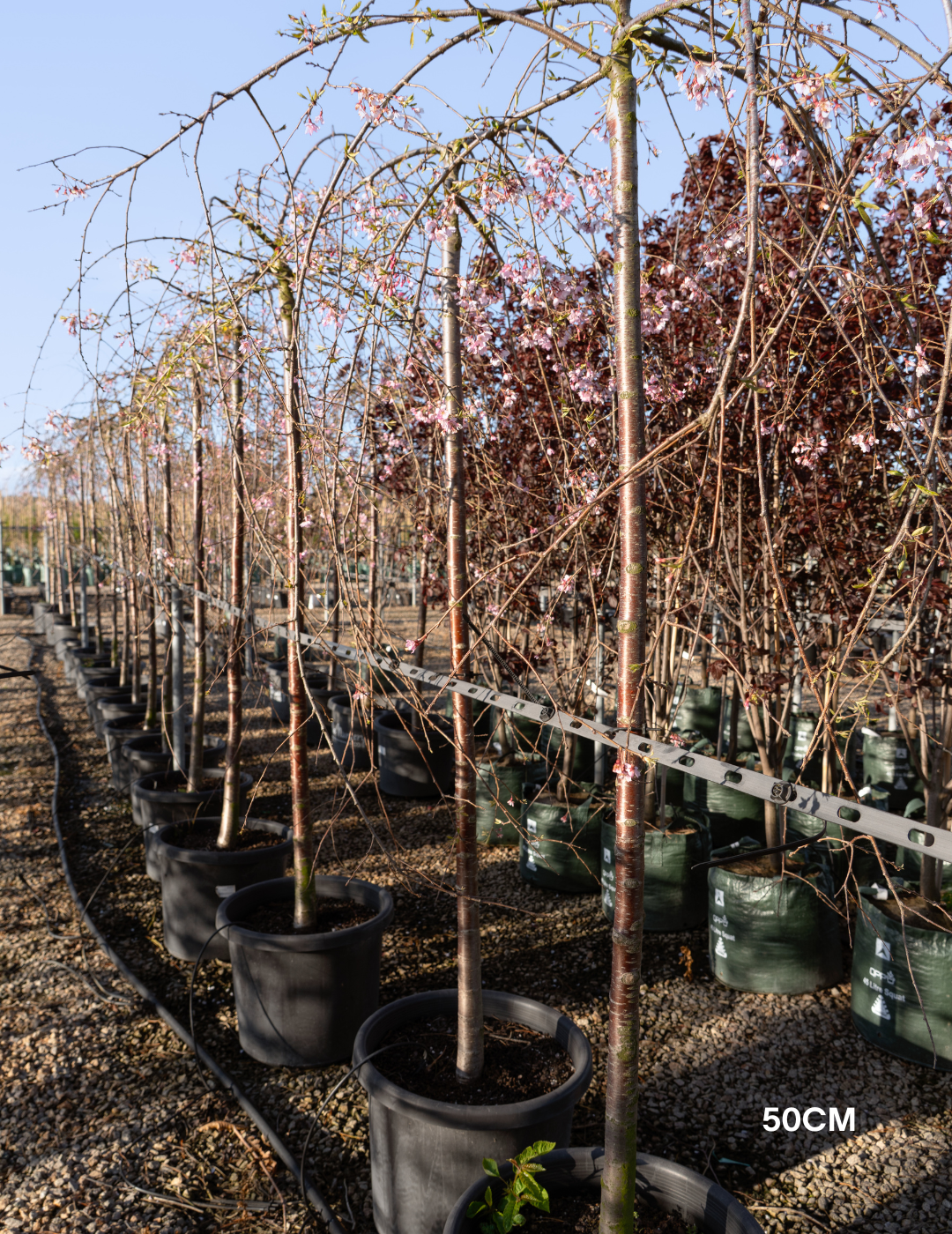Weeping Cherry - Prunus snofozam 'Snofozam' - Evergreen Trees Direct