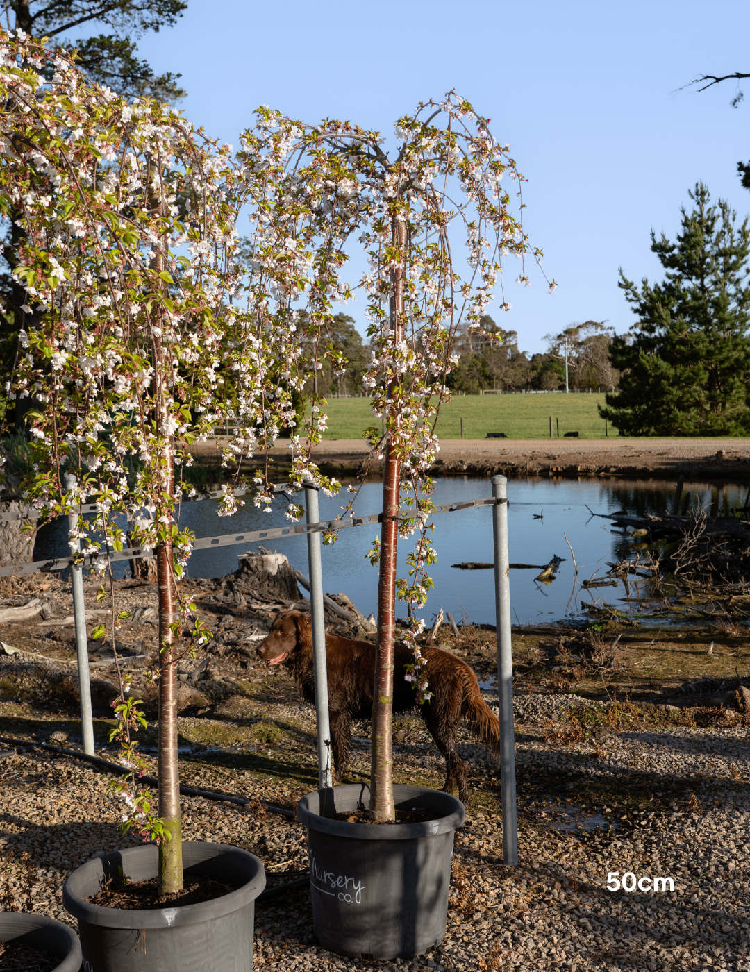 Weeping Cherry - Prunus snofozam 'Snofozam' - Evergreen Trees Direct